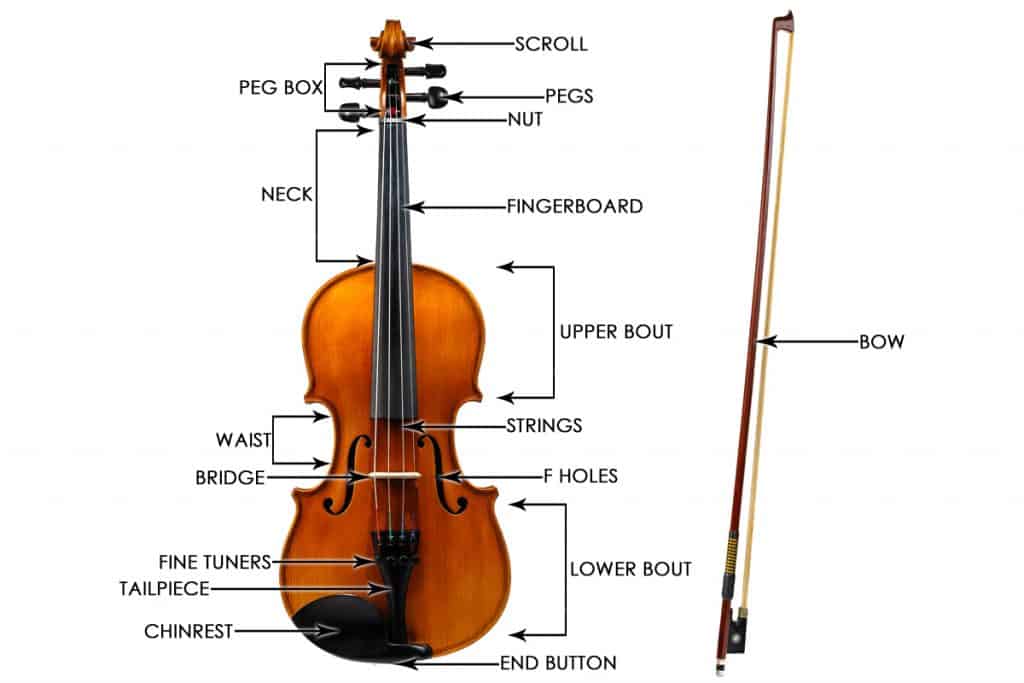 violin anatomy