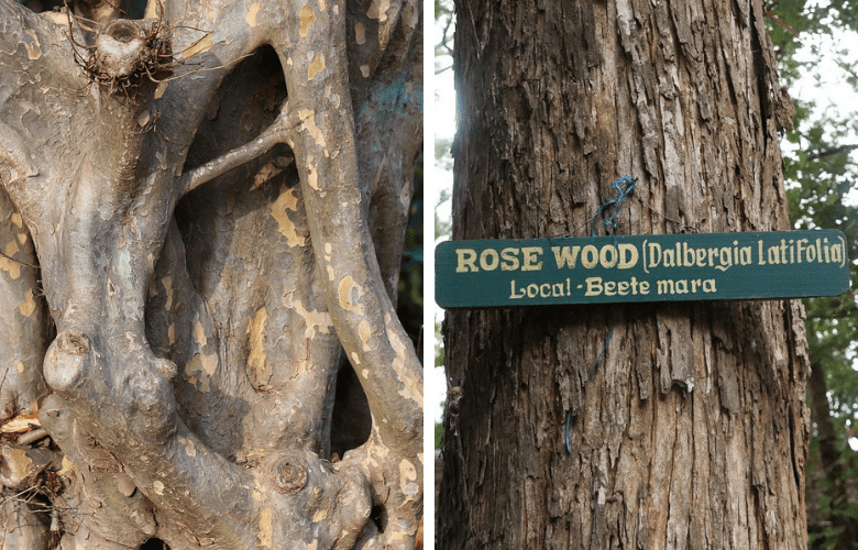 Pau ferro and Rosewood tree