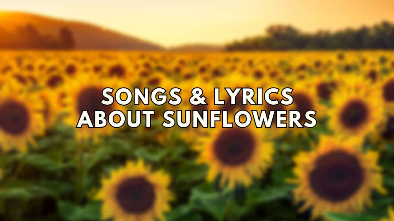 Blurred photo of sunflowers with songs and lyrics about sunflowers text overlay.